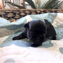Lennox - Black male Shih Tzu puppy in Trinity, North Carolina from Trinity Shih Tzu
