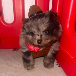 Bandit - Blue merle male Pomeranian puppy in Tucson, Arizona from Pomutopia