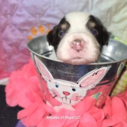 Girl 2 - female Australian Shepherd puppy in Lakeland, Florida from Aussies of Hope LLC