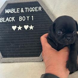 Boy 1 - Black male Pug puppy in Norborne, Missouri from Pug Palace