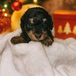 Cupid - Black and tan female Cavapoo puppy in Austin, Texas from Doodles of Central Texas