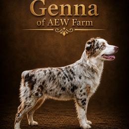 Genna - Australian Shepherd