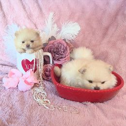 Pomeranian Puppies from Floki & Fibi Pomeranians