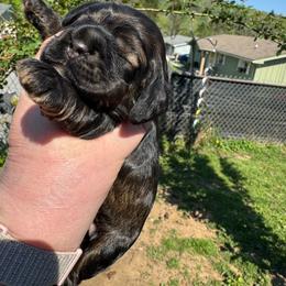 Black sable - Sable female Cocker Spaniel puppy in Soddy Daisy, Tennessee from Kaleidoscopic Creations