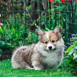 Pembroke Welsh Corgis from Brigadoon