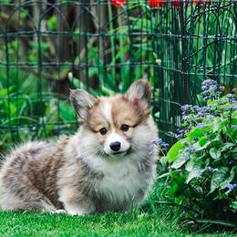 Pembroke Welsh Corgis from Brigadoon