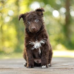 Flipflop - Brown male Mudi puppy in Villa Ridge, Missouri from Mythic Mudi