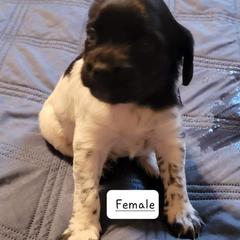 Girl 2 - French Brittany puppy in New Florence, Pennsylvania from Laurel Furnace Bretons