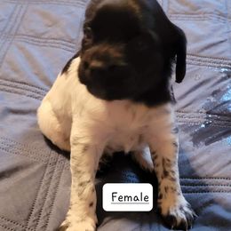 Girl 2 - French Brittany puppy in New Florence, Pennsylvania from Laurel Furnace Bretons