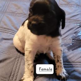 Girl 2 - French Brittany puppy in New Florence, Pennsylvania from Laurel Furnace Bretons