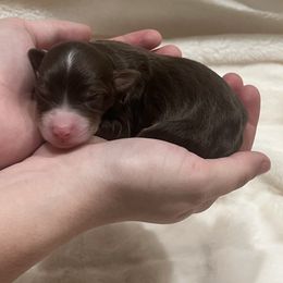 Cider - Red phantom female Aussiedoodle puppy in Springfield, Missouri from Aspen River Doodles