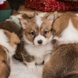 Cardigan Welsh Corgi and Pembroke Welsh Corgi Puppies from Corgi 4 Christ