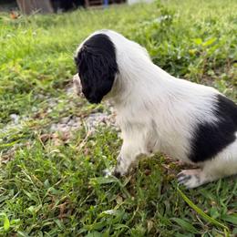 Hunter - Black and white male English Springer Spaniel puppy in Coxs Creek, Kentucky from Bluegrass Bend English Springer Spaniels