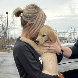 Golden Retriever Puppies from Ginn’s Golden Retrievers