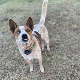 Remi  - Australian Cattle Dog