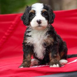 Teton - Tri-color male Bernedoodle puppy in Dundee, Ohio from Down Home Doodle