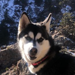 Kinley - Siberian Husky