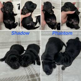 Shadow - Black male Dachshund puppy in Gatesville, Texas from Emily’s Doxie Domain