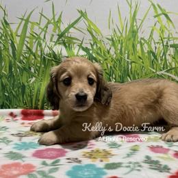 Shaded Cream Male Longhair - Cream male Dachshund puppy in Cleveland, Tennessee from Kelly's Doxie Farm