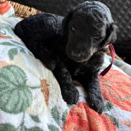 Autumn 1,605 AKC Standard Poodle - Black female Poodle puppy in Conway, Arkansas from Arkansas River Poodles