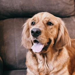 Goldendoodles and Golden Retrievers from Pawplar Goldens