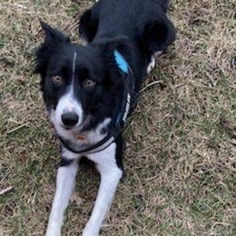 Border Collies from Floating Axe Border Collies