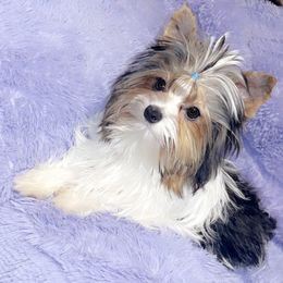 ✨Queen Romy✨ - Yorkshire Terrier