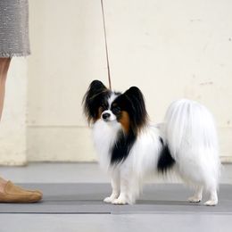 Happy - Papillon