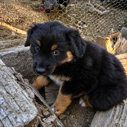Australian Shepherd Puppies from McElroy Homestead Austrailian Shepherds