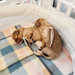 Cavalier King Charles Spaniel and Cavapoo Puppies from Cumberland Cavaliers