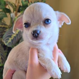 Marley - Merle male Chihuahua puppy in Downey, Idaho from Seven Diamond Chihuahua's