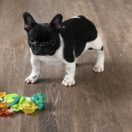 Gary - Brindle and white male French Bulldog puppy in Dalton Gardens, Idaho from North Idaho Frenchies