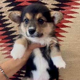 Patsy - Black and tan female American Corgi puppy in Tome, New Mexico from Blue Diamond Welsh corgis