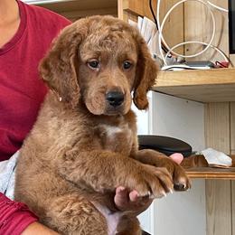 Nutella - Red  male Goldendoodle puppy in Sugarcreek, Ohio from True Hearted Doodles