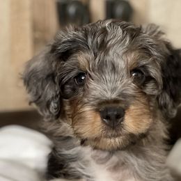 Boy 3 - Blue merle Aussiedoodle puppy in Higginsville, Missouri from Davis Creek Kennel