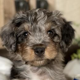 Boy 3 - Blue merle Aussiedoodle puppy in Higginsville, Missouri from Davis Creek Kennel