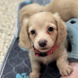 Pearl - Cream female Dachshund puppy in Wharton County, Texas from Country Bumpkins