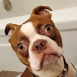 Enzo - Boston Terrier