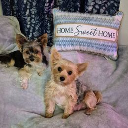 Yorkshire Terrier puppies from Yorkie Tales