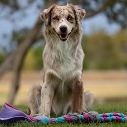 Elle - Australian Shepherd