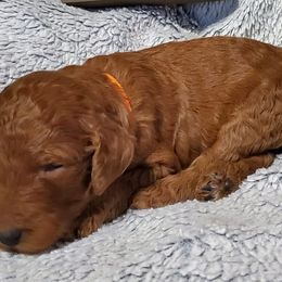 Boy 2 - Poodle puppy in Burleson, Texas from Patriotic Poodles