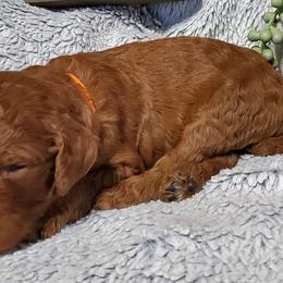 Boy 2 - Poodle puppy in Burleson, Texas from Patriotic Poodles