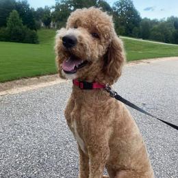 Goldendoodle puppies from Simmons F1b Goldendoodles