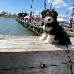 Aussiedoodle, Bernedoodle, and Goldendoodle Puppies from Johnson's Doodles