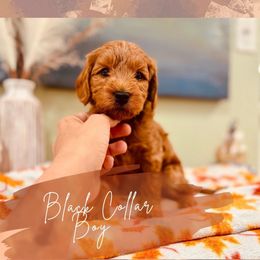 Gray boy - Red  male Goldendoodle puppy in Dupont, Washington from Willow Tree Doodles