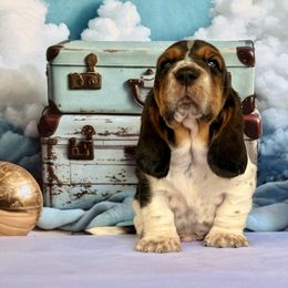Ren - Black brown and white male Basset Hound puppy in Hillsboro, West Virginia from Bear Foot Bassets Of West Virginia