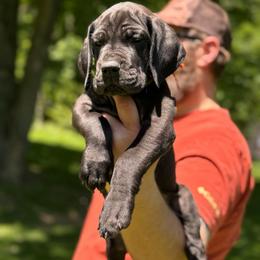 Callie - Black female Great Dane puppy in Beulah, Michigan from Northwood Euro Danes and Bassets