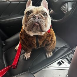 Stormie - French Bulldog