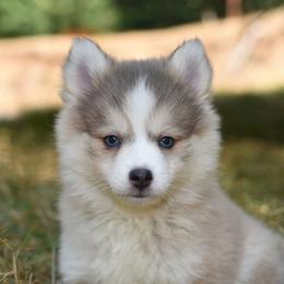 Rylee - Blue female Pomsky puppy in Coos Bay, Oregon from Ocean View Pomskies