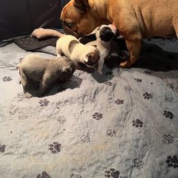 French Bulldog Puppies from Rockstar Kennel